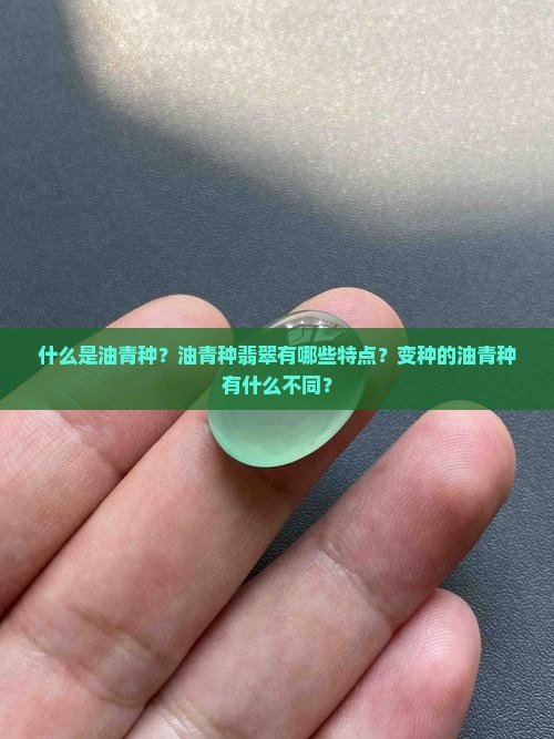 什么是油青种？油青种翡翠有哪些特点？变种的油青种有什么不同？