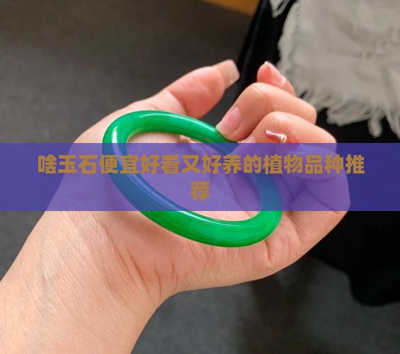 啥玉石便宜好看又好养的植物品种推荐