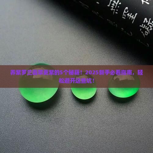 紫罗兰翡翠怎么养的更紫