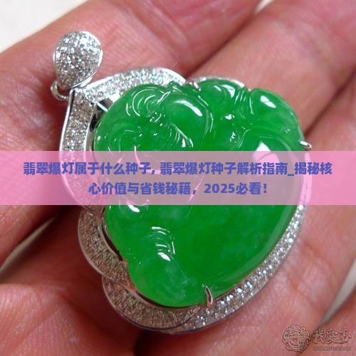 翡翠爆灯属于什么种子