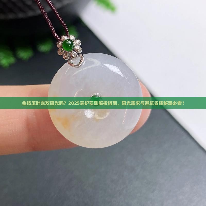 金枝玉叶喜欢阳光吗