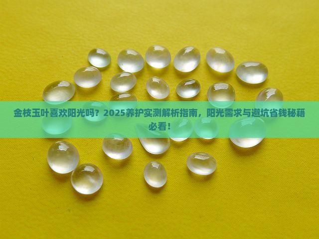 金枝玉叶喜欢阳光吗