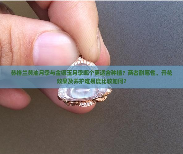 苏格兰黄油月季与金镶玉月季哪个更适合种植？两者耐寒性、开花效果及养护难易度比较如何？
