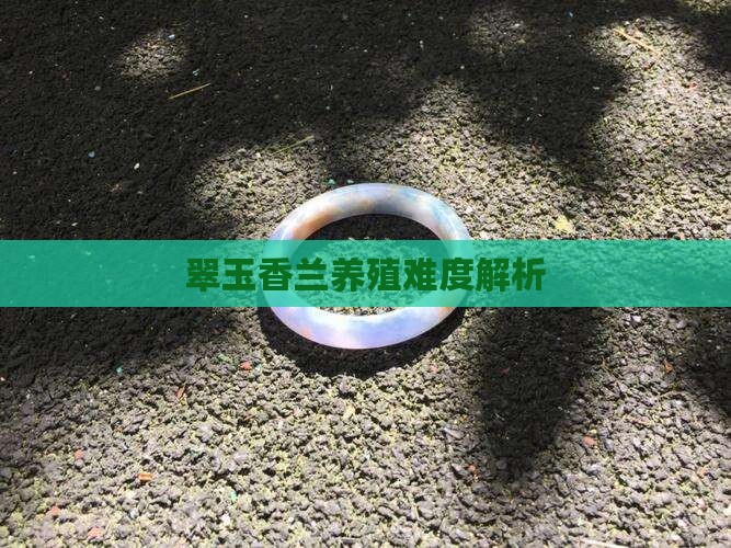 翠玉香兰养殖难度解析