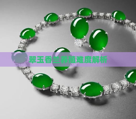 翠玉香兰养殖难度解析