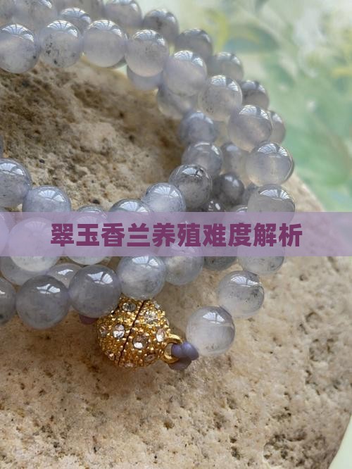 翠玉香兰养殖难度解析