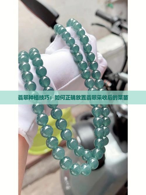 翡翠种植技巧：如何正确放置翡翠采收后的菜苗