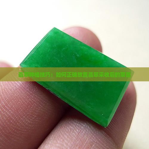 翡翠种植技巧：如何正确放置翡翠采收后的菜苗
