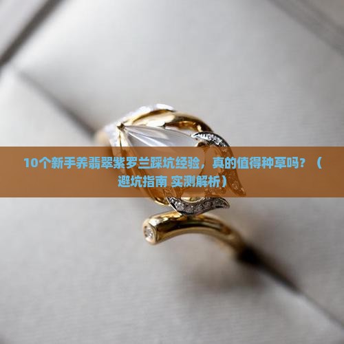 翡翠紫罗兰种草好不好养