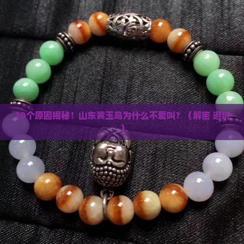 山东黄玉鸟为什么不爱叫