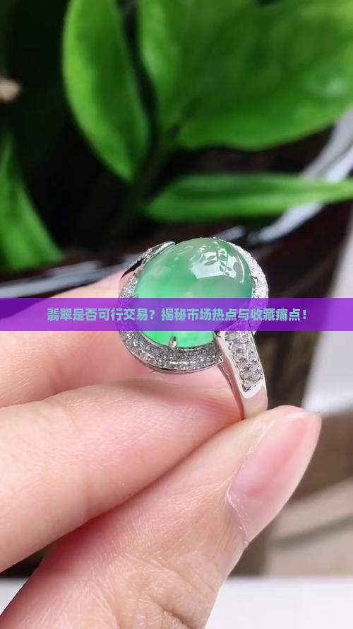 翡翠是否可行交易？揭秘市场热点与收藏痛点！