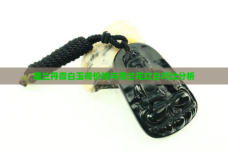 建兰丹霞白玉荷价格与荷兰花红白对比分析