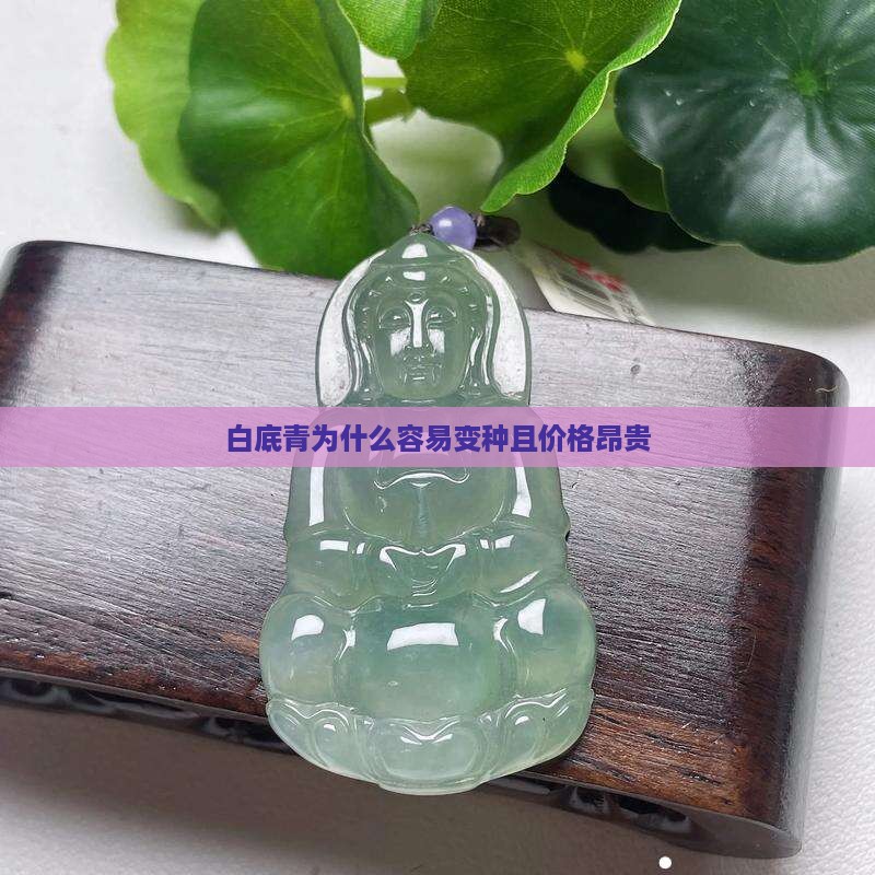 白底青为什么容易变种且价格昂贵