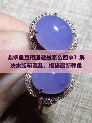 翡翠鱼互相追逐怎么回事