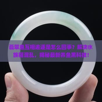 翡翠鱼互相追逐怎么回事