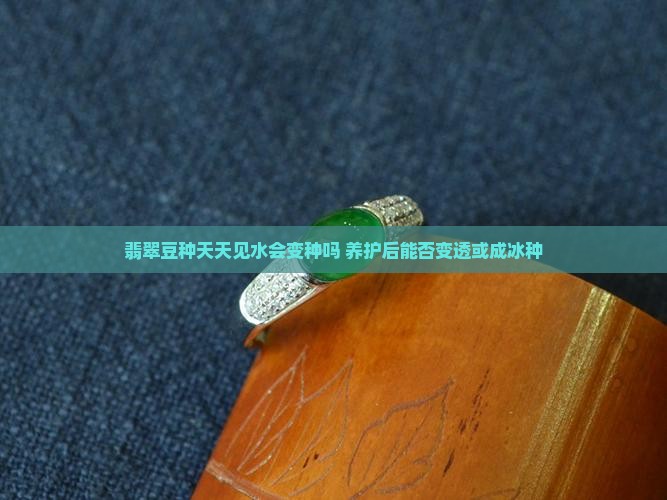 翡翠豆种天天见水会变种吗 养护后能否变透或成冰种