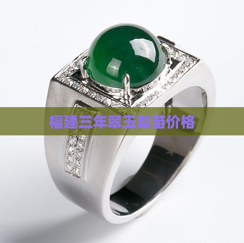 福建三年翠玉梨苗价格