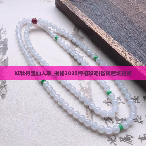 红牡丹玉仙人掌