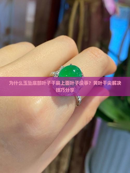 为什么玉坠底部叶子干扁上面叶子没事？黄叶干尖解决技巧分享