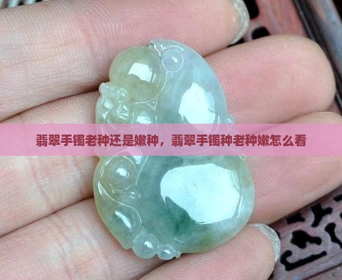 翡翠手镯老种还是嫩种