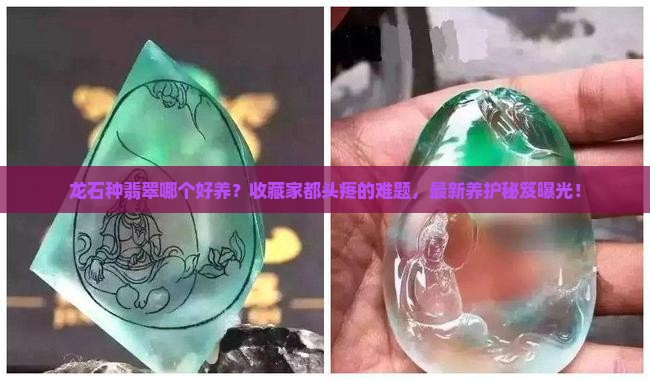 龙石种翡翠哪个好养
