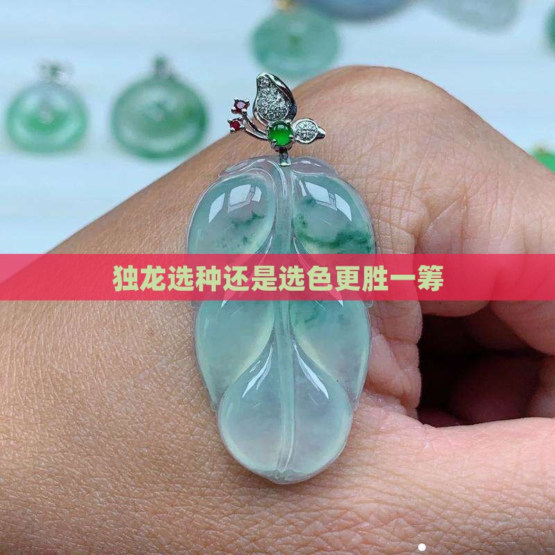 独龙选种还是选色更胜一筹
