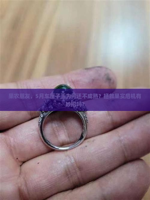 果农朋友，5月车厘子玉为何还不成熟？拯救果实危机有妙招吗？