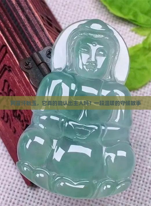 阿富汗粉玉，它真的能认出主人吗？一段温暖的守候故事