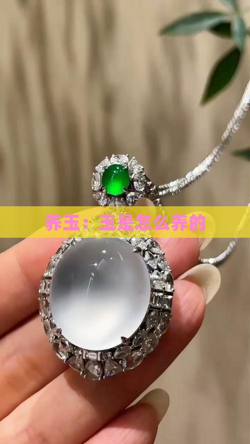 玉是怎么养