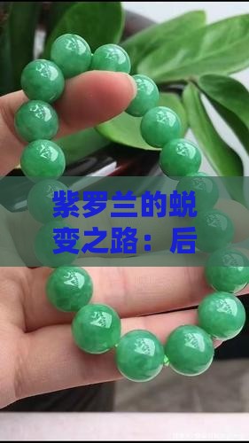 紫罗兰的蜕变之路：后期真会迎来质变吗？