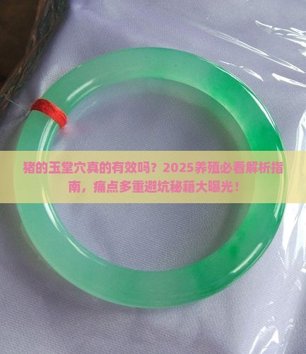 猪的玉堂穴