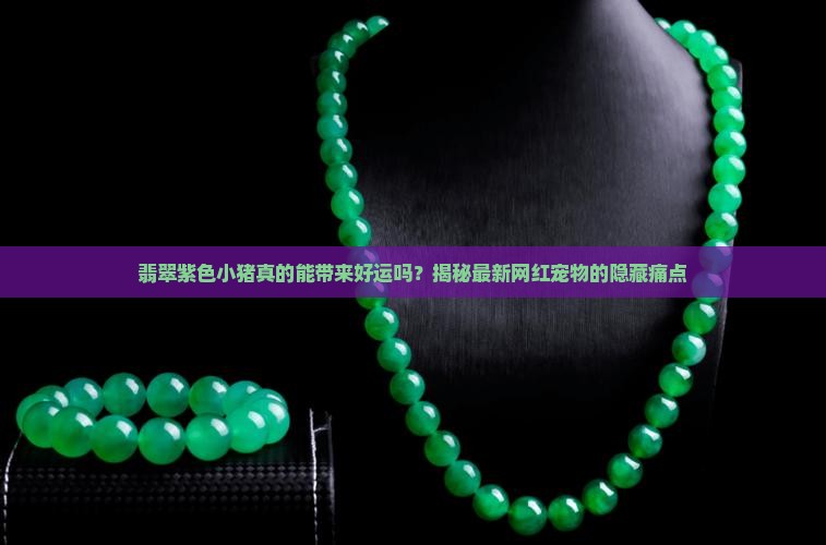 翡翠紫色小猪