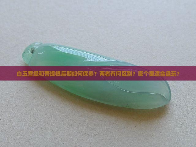 白玉菩提和菩提根后期如何保养？两者有何区别？哪个更适合盘玩？