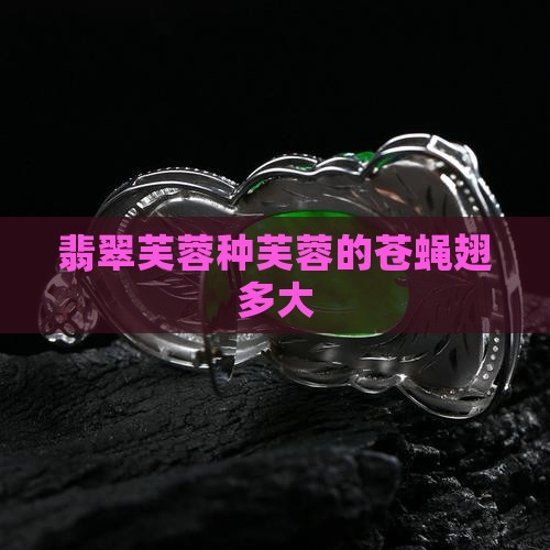 翡翠原石芙蓉种苍蝇翅多大