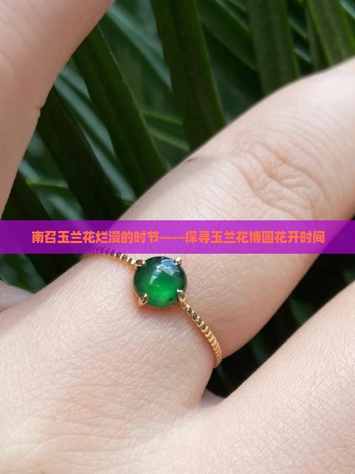 南召玉兰花烂漫的时节