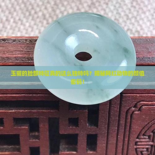 玉獾的脸部特征