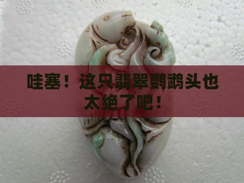 翡翠鹦鹉头