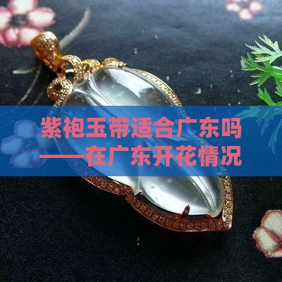 紫袍玉带适合广东吗