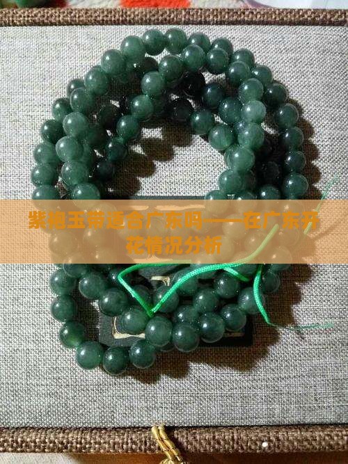 紫袍玉带适合广东吗
