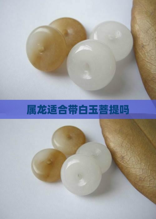 属龙适合带白玉菩提吗