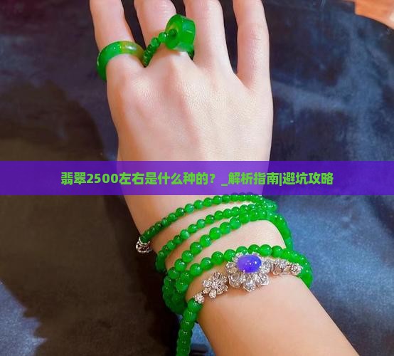 翡翠2500左右是什么种的