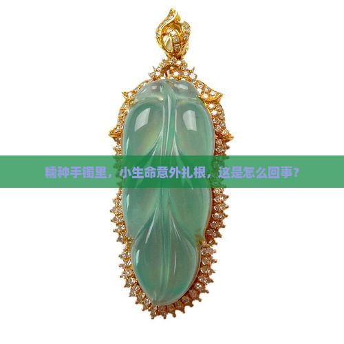 糯种手镯里飘藓
