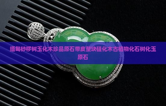 缅甸桫椤树玉化