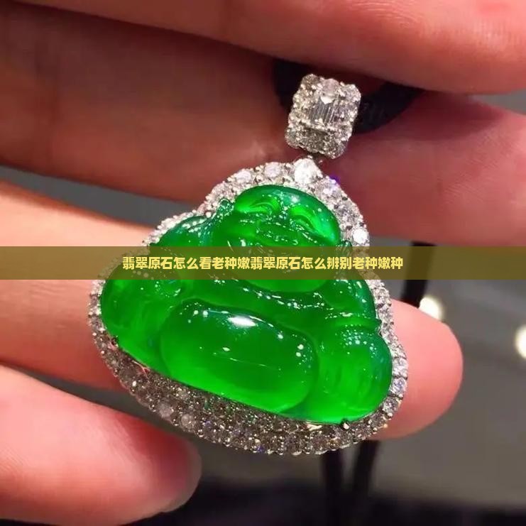 翡翠原石怎么看老种嫩