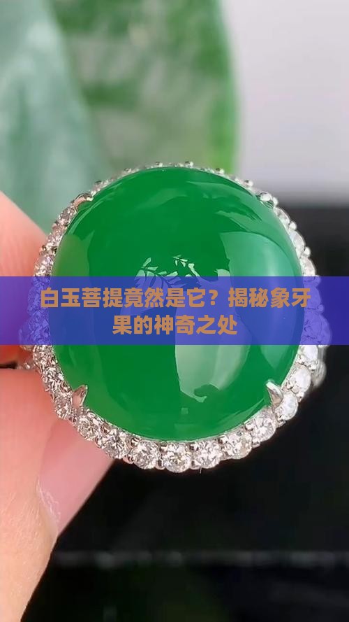 白玉菩提象牙果