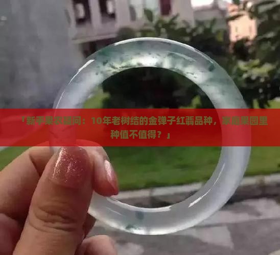 金弹子品种红翡好不好
