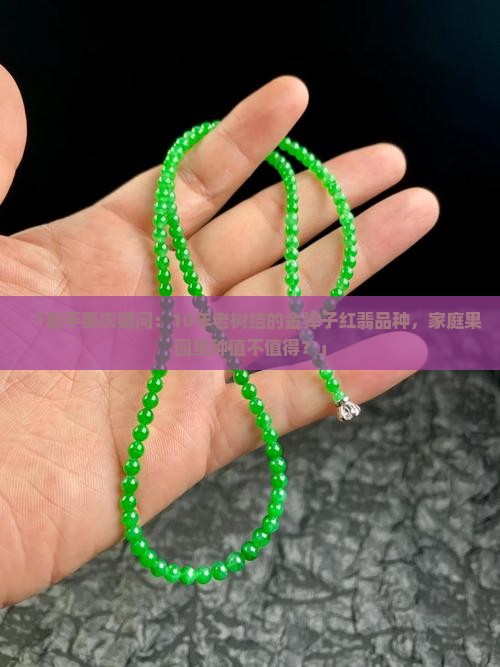 金弹子品种红翡好不好