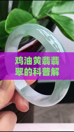 科普鸡油黄翡翠