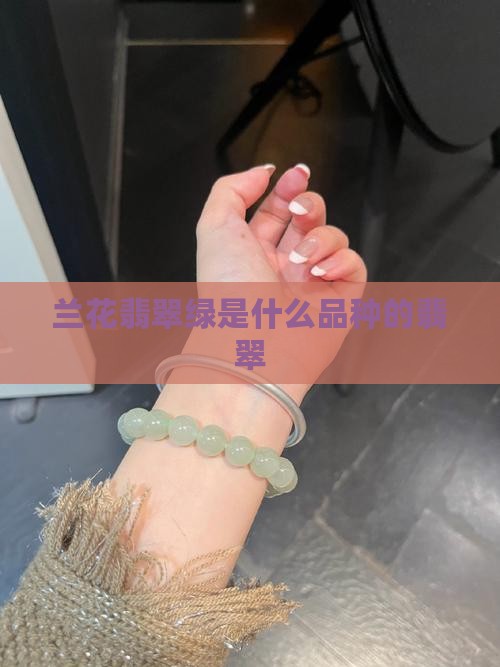 兰花翡翠绿是什么品种