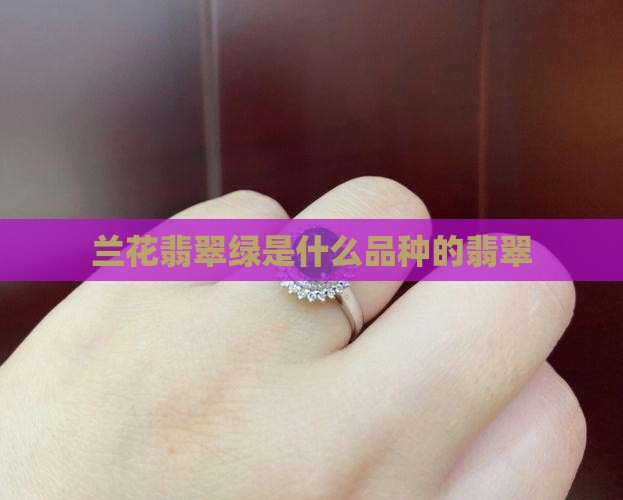 兰花翡翠绿是什么品种